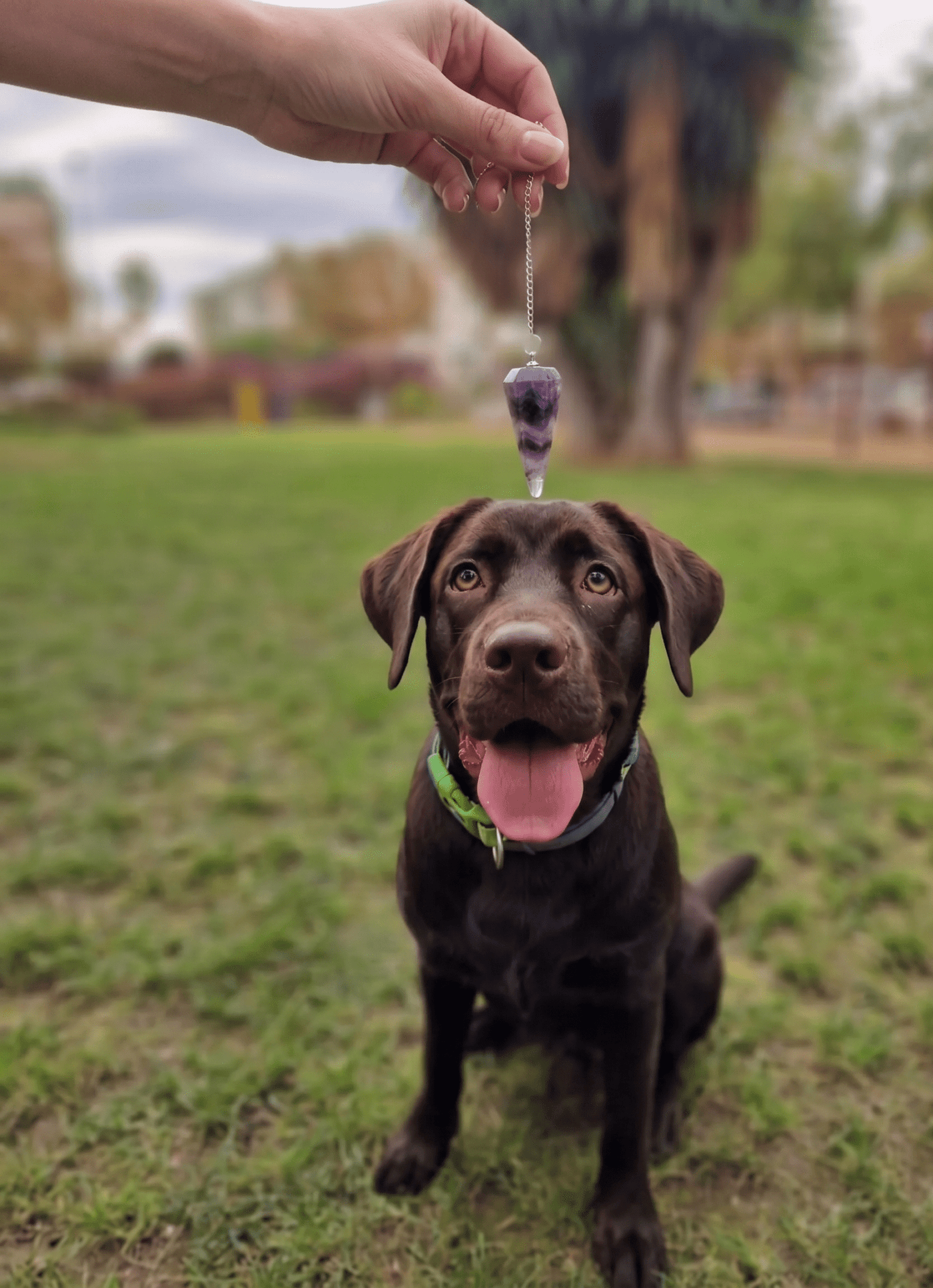 Limpieza Energética para Mascotas