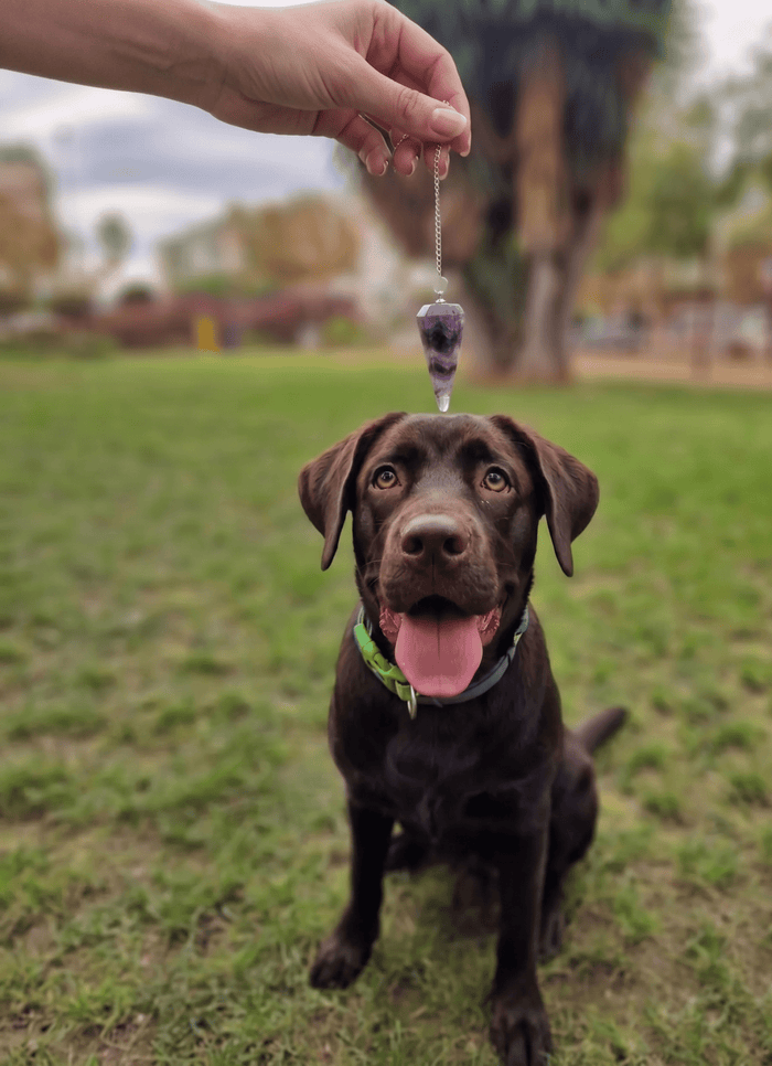 Limpieza energética para mascotas Tata Magic