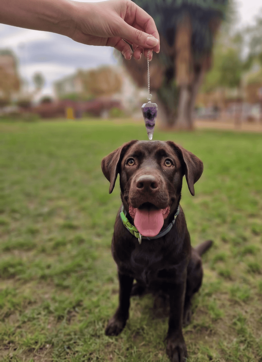 Limpieza Energética para Mascotas